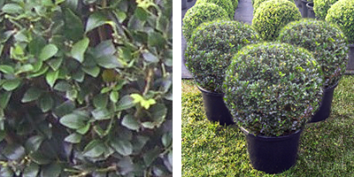 Murraya paniculata Topiary Ball